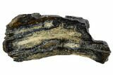 Mammoth Molar Slice With Case - South Carolina #106526-1